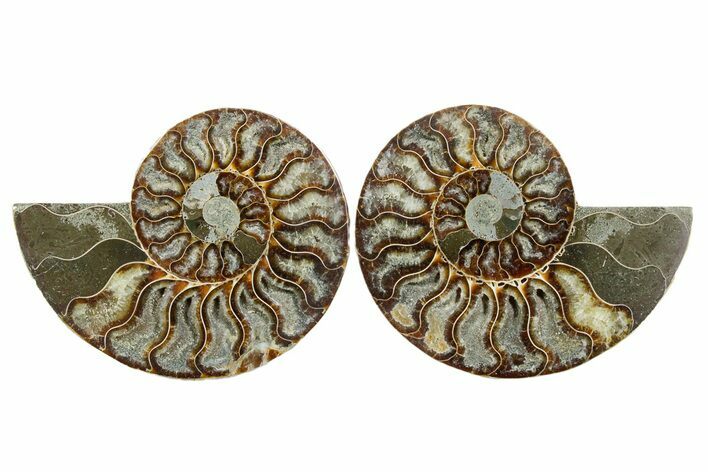 Cut & Polished Crystal-Filled Ammonite Fossil - Madagascar #354122